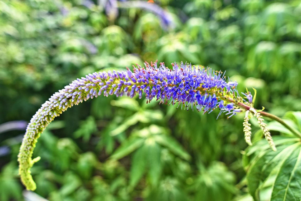 garden speedwell, longleaf speedwell, flower, plant, flower background, veronica longifolia, flower wallpaper, herbaceous, nature, annual, beautiful flowers, perennial, plantaginaceae, medicinal, edible, saint veronica, green medicine