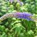 garden speedwell, longleaf speedwell, flower, plant, flower background, veronica longifolia, flower wallpaper, herbaceous, nature, annual, beautiful flowers, perennial, plantaginaceae, medicinal, edible, saint veronica, green medicine