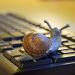 snail, shell, figure, keyboard, slow, deceleration, office, workplace, symbol, meaning, metaphor, fantasy, creativity, technology, snail, snail, snail, snail, snail, slow, metaphor