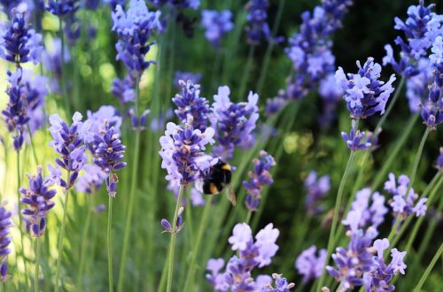 lavender, bumblebee, bee on flower, purple flowers, nature closeup, pollination, summer bloom, fragrant flowers, garden photography, natural beauty, flower meadow, macro photography, floral detail, insect on lavender, blooming lavender, herbal garden, bee collecting nectar, lavender field, relaxing nature, wildflowers, spring blossoms, bee in action, lavender plant, eco garden, peaceful nature