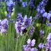 lavender, bumblebee, bee on flower, purple flowers, nature closeup, pollination, summer bloom, fragrant flowers, garden photography, natural beauty, flower meadow, macro photography, floral detail, insect on lavender, blooming lavender, herbal garden, bee collecting nectar, lavender field, relaxing nature, wildflowers, spring blossoms, bee in action, lavender plant, eco garden, peaceful nature
