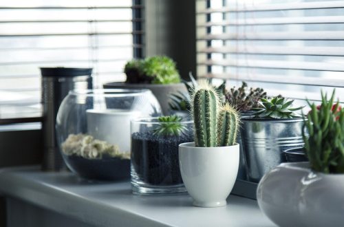 pots, plants, cactus, succulents, shelf, window, nature, gardening, potted, design, home, interior, decor, potted plants, indoor plants, plants, plants, plants, plants, plants, cactus, gardening, home, home, home, home, indoor plants
