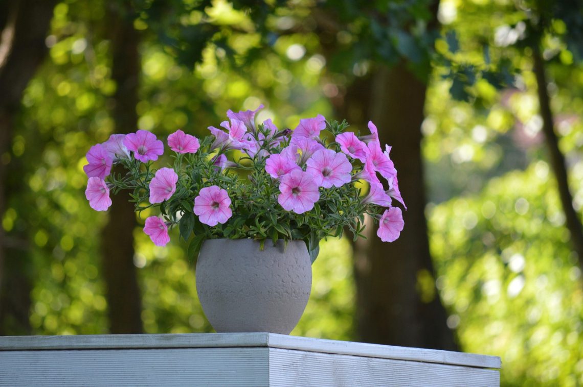 petunias, flower, potted plant, garden, summer flowers, decoration, flower background, nature, plant pot, garden design, blossoms, bloom, beautiful flowers, balcony flower, flower decoration, garden petunia, pink, balcony plant, flower wallpaper, container plant, pink flower, floral greeting, birthday card