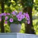 petunias, flower, potted plant, garden, summer flowers, decoration, flower background, nature, plant pot, garden design, blossoms, bloom, beautiful flowers, balcony flower, flower decoration, garden petunia, pink, balcony plant, flower wallpaper, container plant, pink flower, floral greeting, birthday card