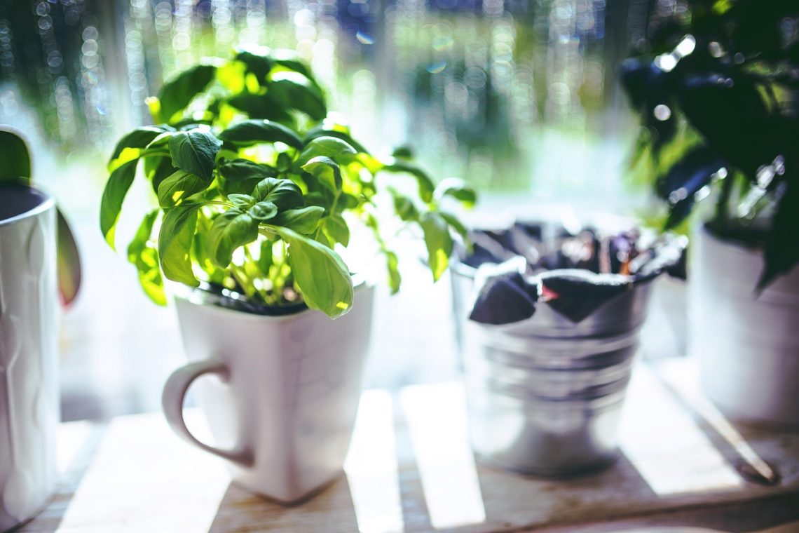 basil, cup, herbs, green, leaf, nature, leaves, cooking, spring, bokeh
