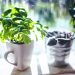 basil, cup, herbs, green, leaf, nature, leaves, cooking, spring, bokeh